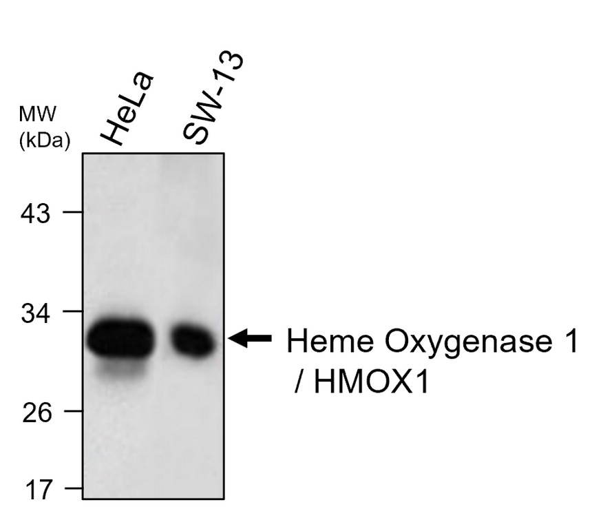 IRM044 Heme Oxygenase 1 / HMOX1, monoclonal antibody WB image