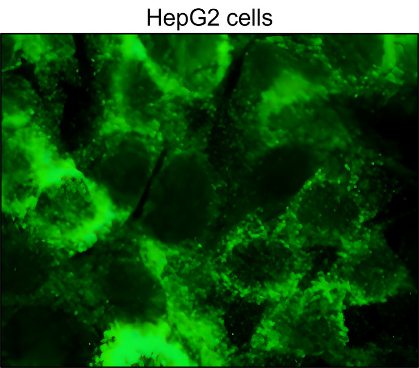 IRM044 Heme Oxygenase 1 / HMOX1, monoclonal antibody ICC/IF image