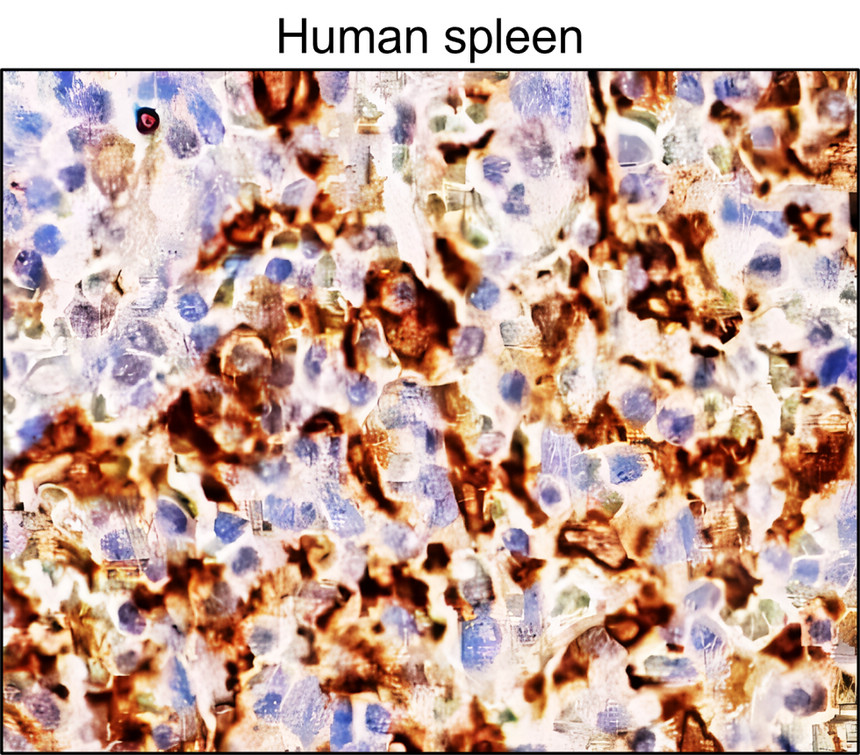 IRM044 Heme Oxygenase 1 / HMOX1, monoclonal antibody IHC image