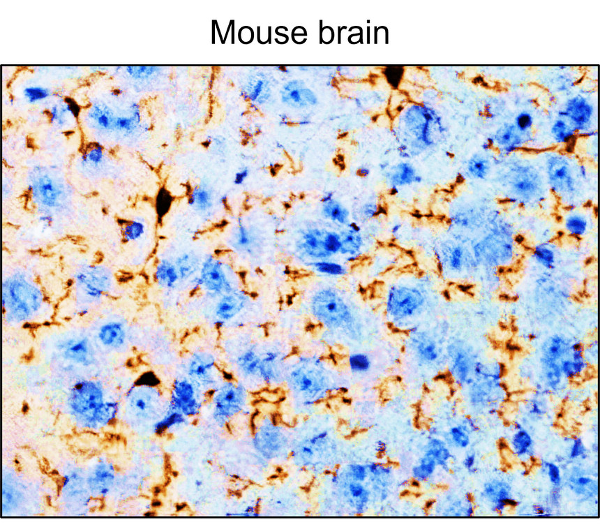 IRR007 F4/80 [BM8] monoclonal IHC image