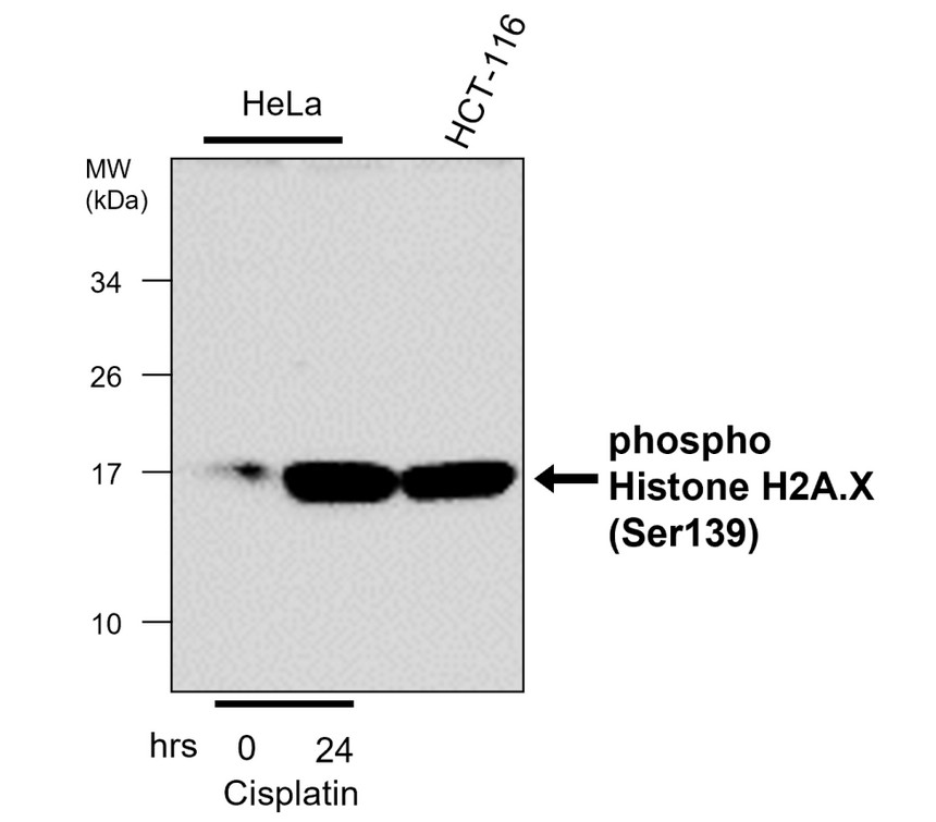 Phospho Histone H2A.X (Ser139), monoclonal antibody (IRM045) | iReal ...