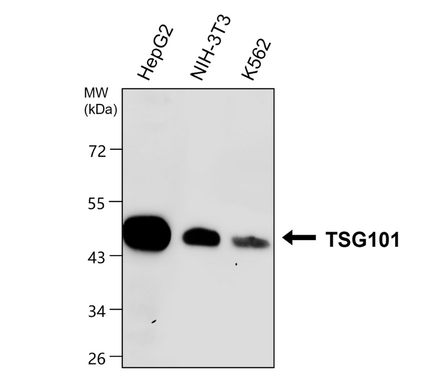 IRM046 TSG101, monoclonal antibody WB image