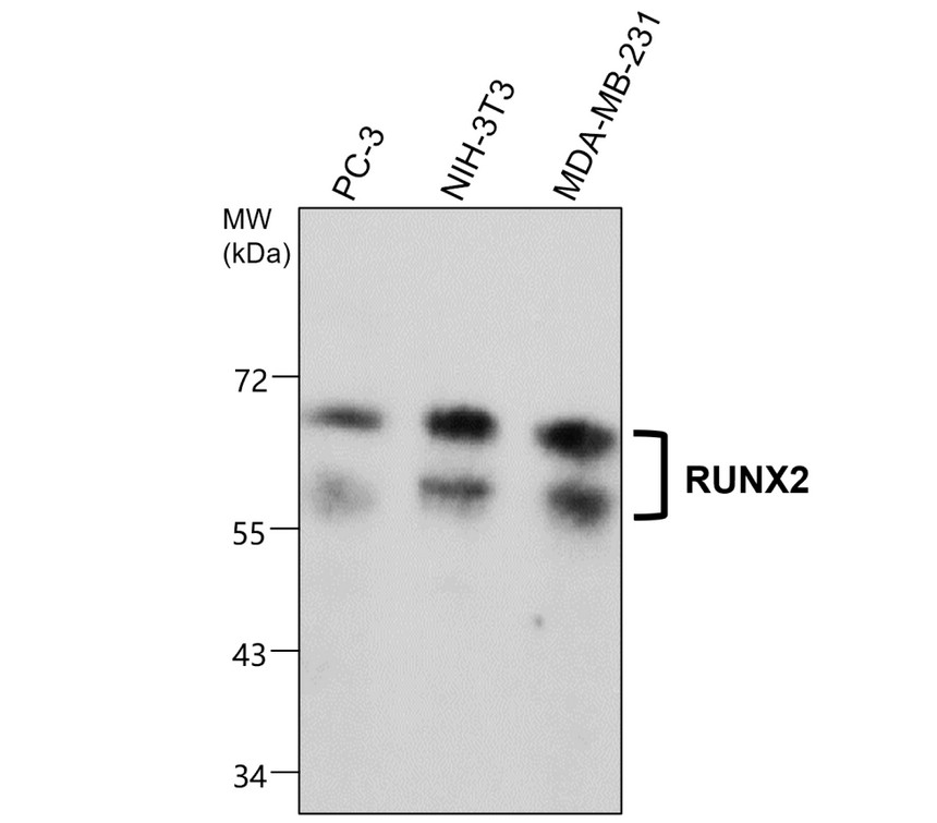 IRM047 RUNX2, monoclonal antibody WB image