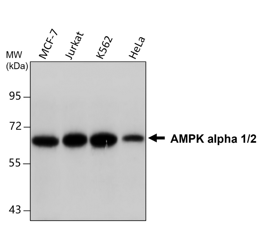 IRM050 AMPK alpha 1/2 monoclonal antibody WB image