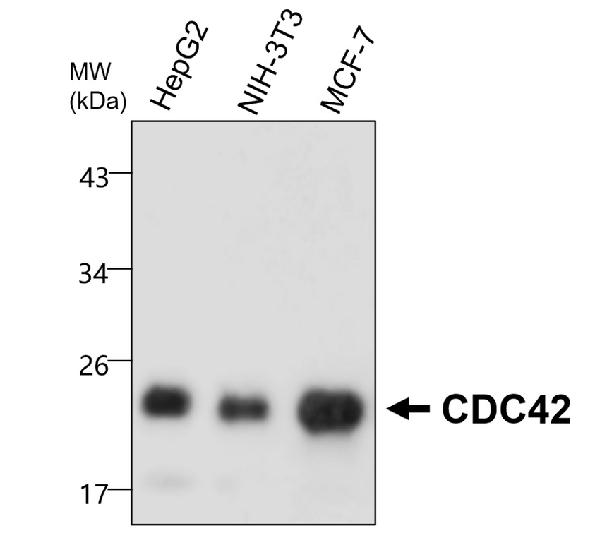 IRM048, CDC42, monoclonal antibody WB image