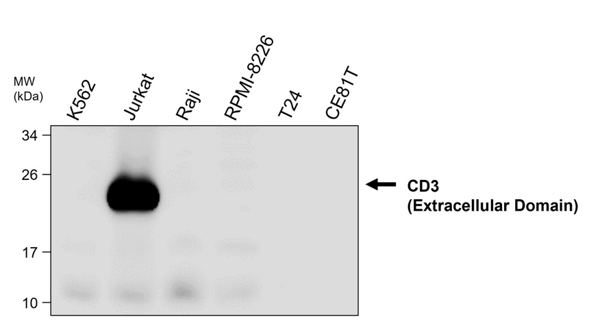 IR252-897 anti-CD3 antibody WB image