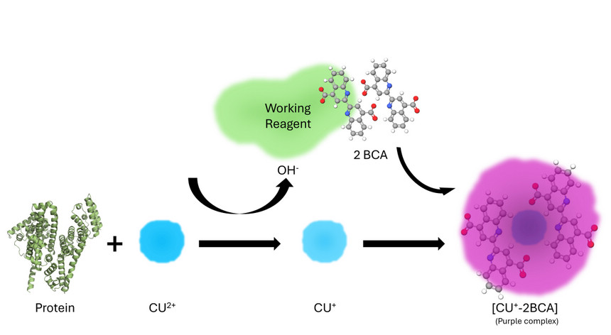 RealQuant BCA Protein Assay Kit