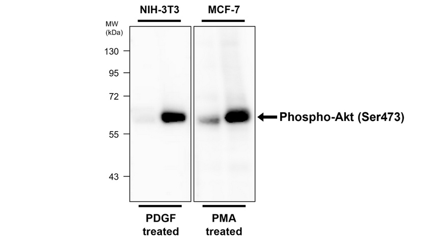 IR172-668 anti-Phospho-AKT (Ser473) antibody WB image