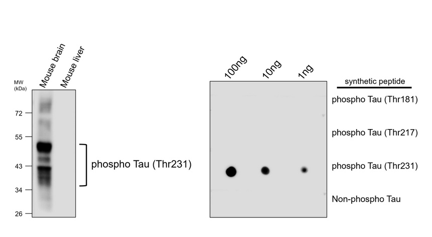 IR40-117 anti-Phospho-Tau (Thr231) antibody WB image