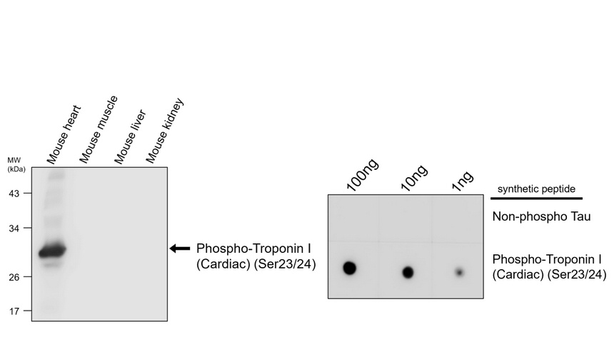 IR299-1 anti-Phospho-Troponin I (Cardiac) (Ser23/24) antibody WB image