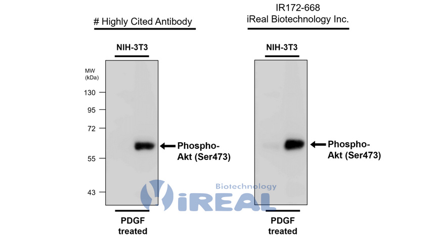 IR172-668 anti-Phospho-Akt (Ser473) antibody WB image