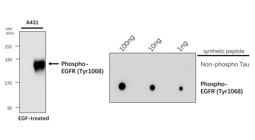 IR280-2 anti-Phospho-EGFR (Tyr1068) antibody WB image