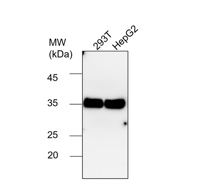 IR3-8 anti-GAPDH antibody WB image