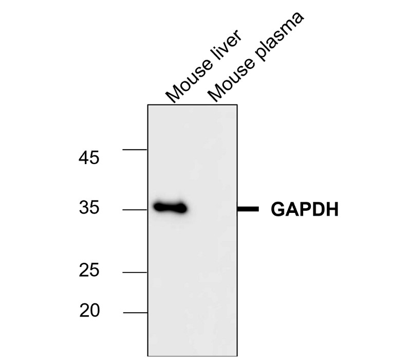 IR3-8 anti-GAPDH antibody WB image