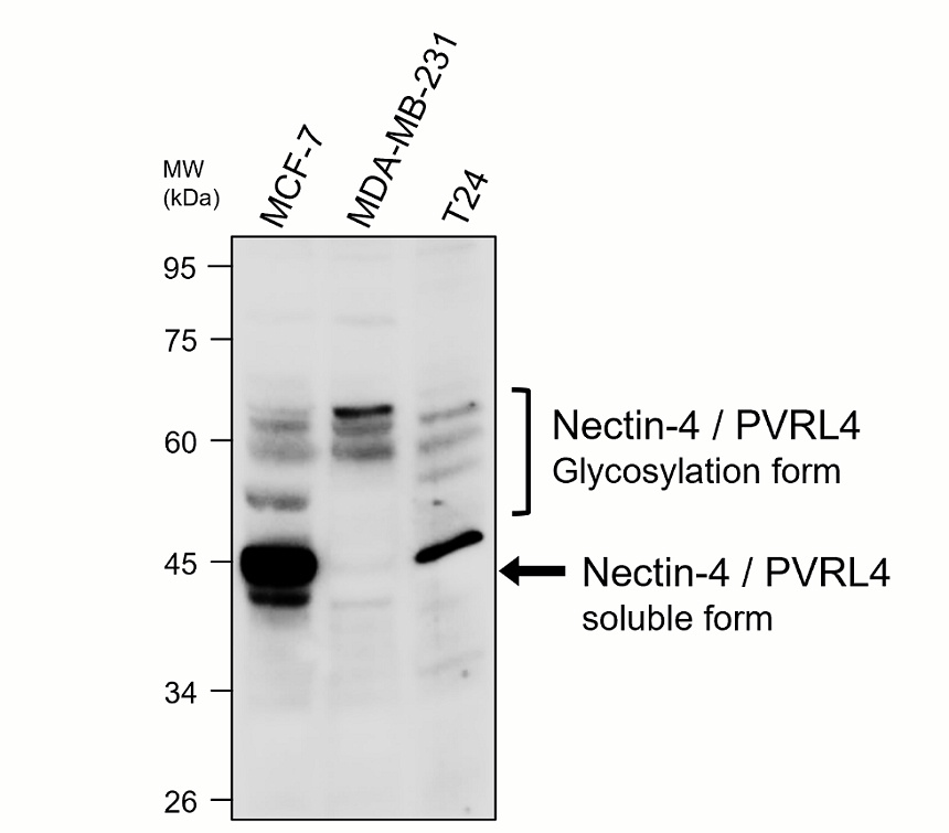 IR283-P1 anti Nectin-4 / PVRL4 antibody WB image